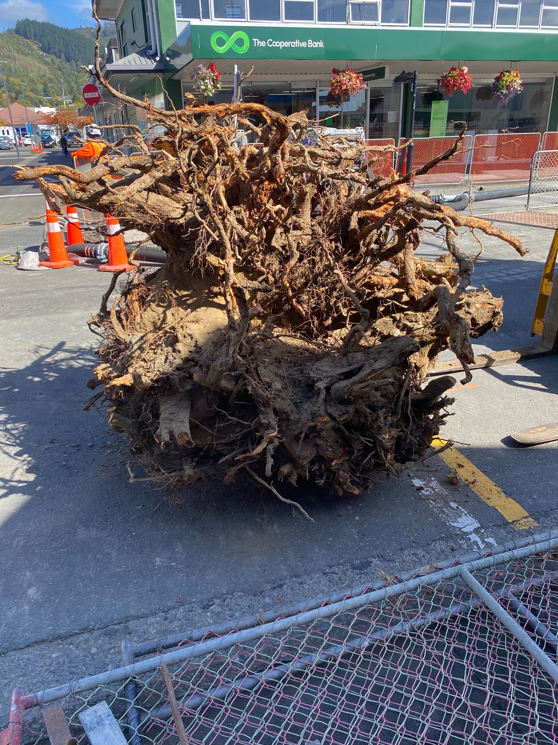 ​Large root ball removed from under Bridge Street