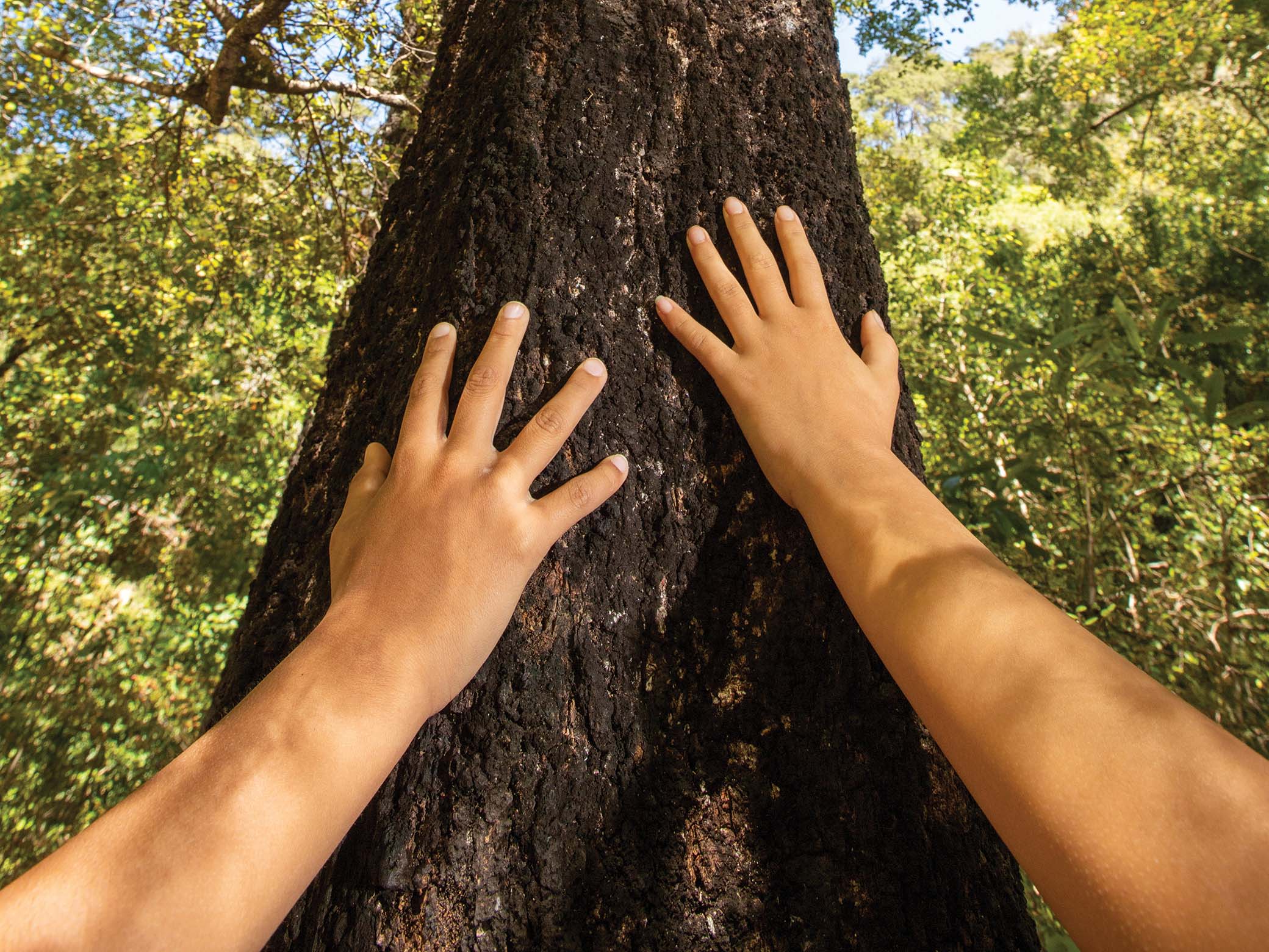 Children's hands on tree