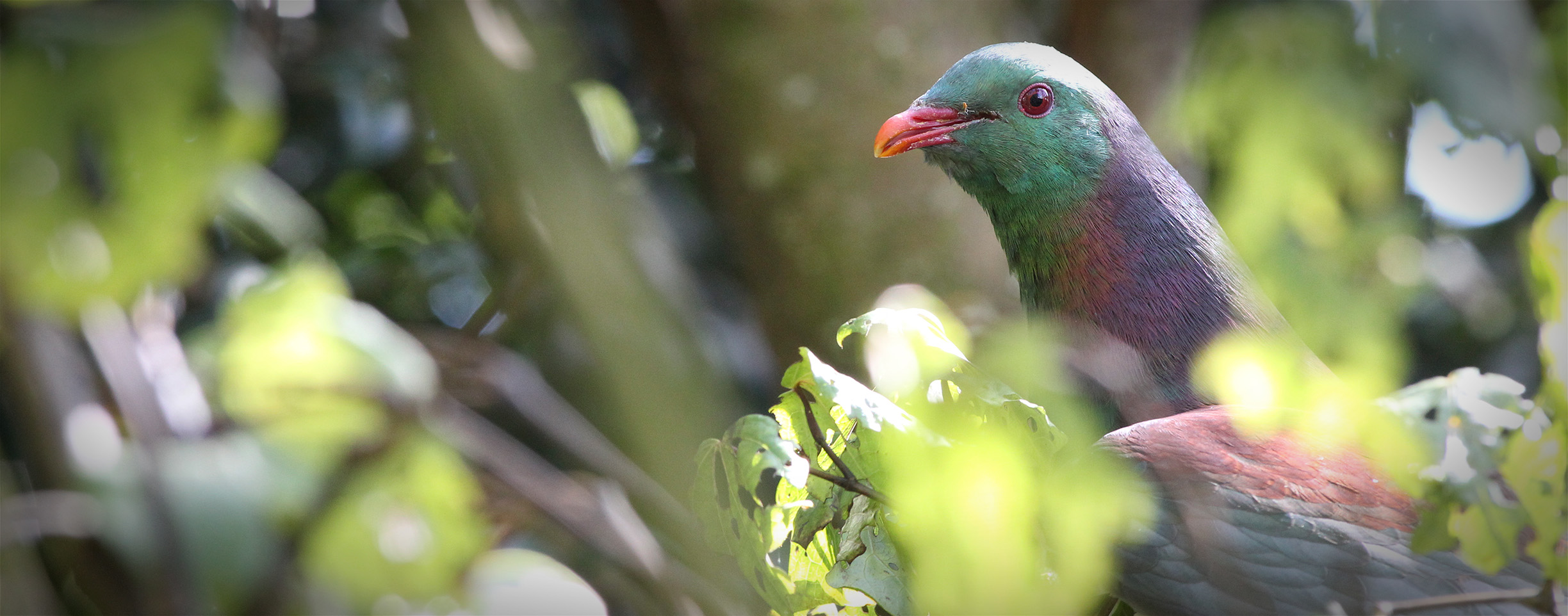 Kereru in a tree