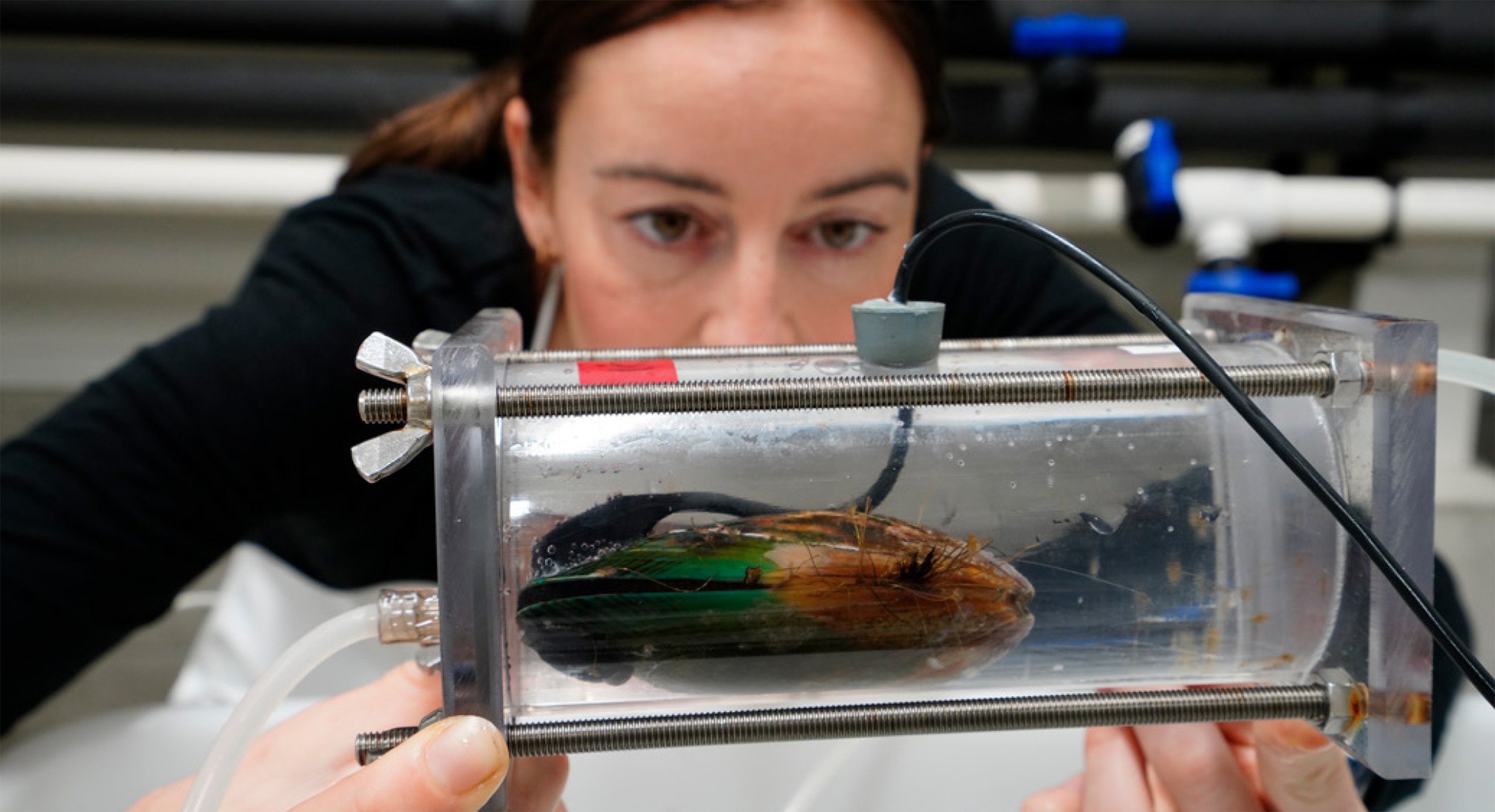 Scientist looking at a green-lipped mussel